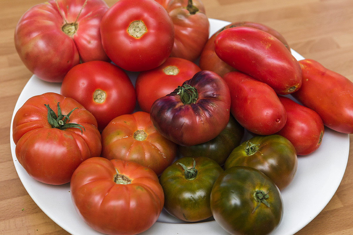 Distintas variedades de tomate Distintas variedades de tomate