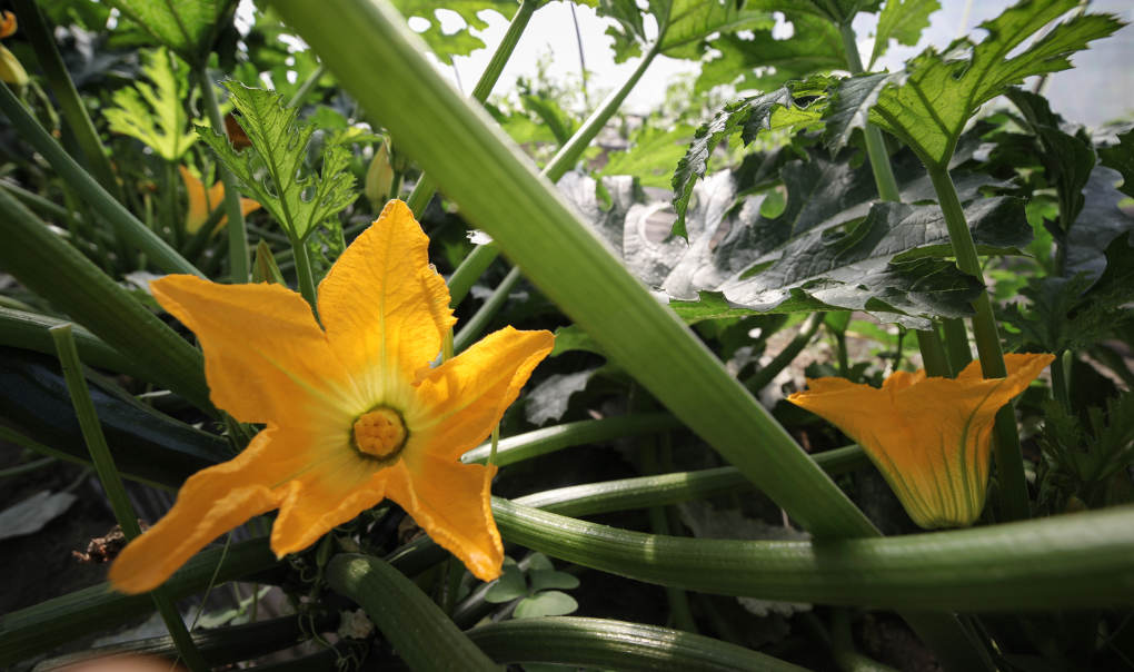 La flor de la calabaza, un estallido de color, que ya anuncia sabores distintos. La flor de la calabaza, un estallido de color, que ya anuncia sabores distintos.