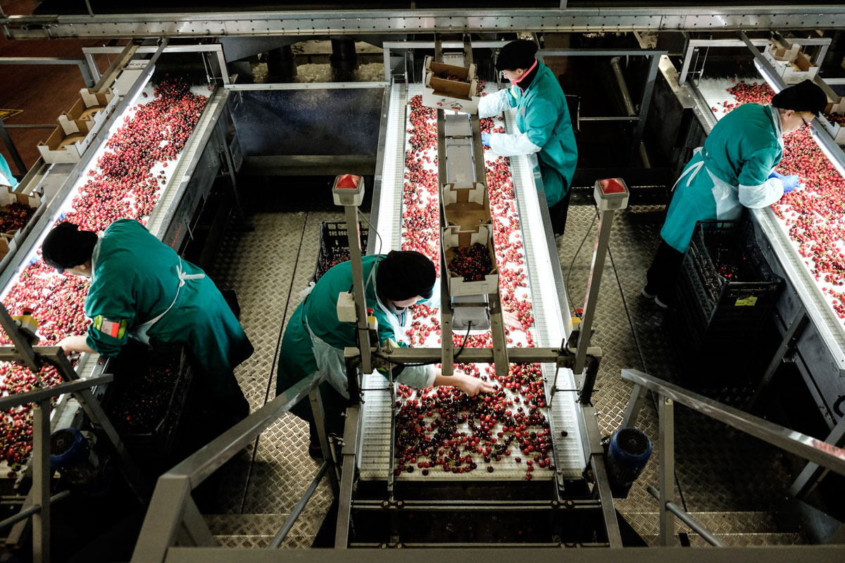 Antes de que las cerezas sean calibradas digitalmente, pasan un inspección manual. Antes de que las cerezas sean calibradas digitalmente, pasan un inspección manual.
