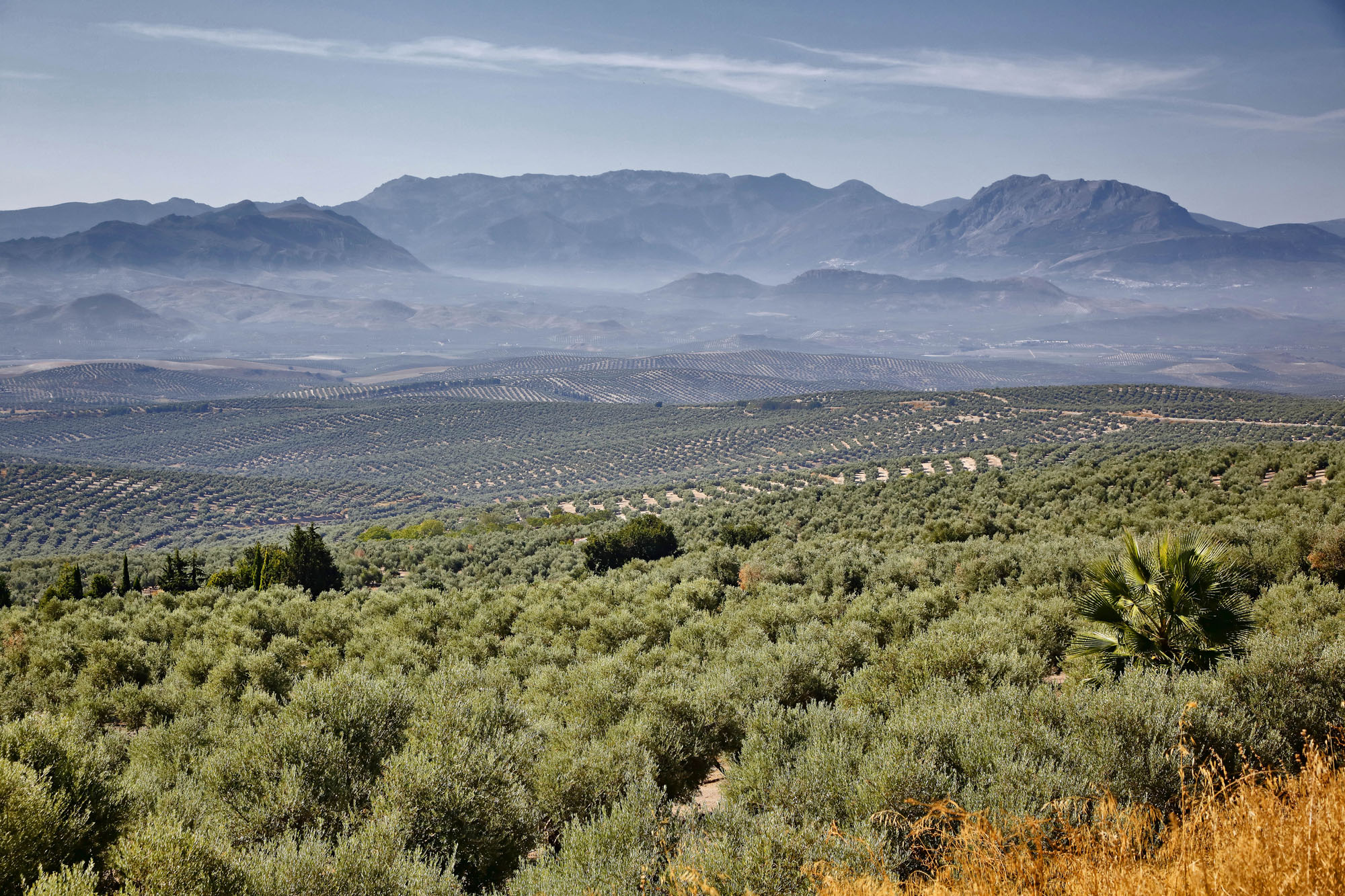 Los campos de olivos rodean Úbeda. Los campos de olivos rodean Úbeda.