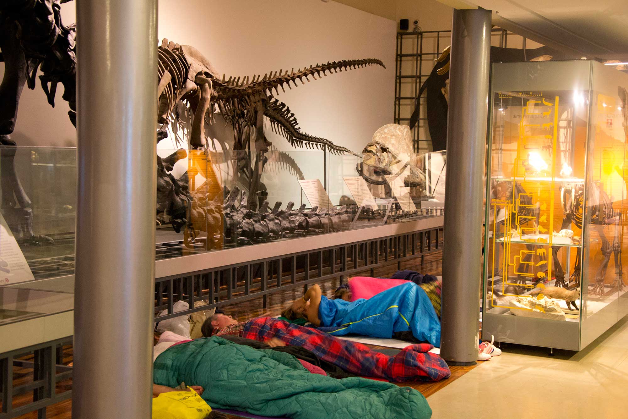Llega la hora de intentar dormir, aunque sea rodeados de dinosaurios. Foto: Museo Ciencias Naturales Llega la hora de intentar dormir, aunque sea rodeados de dinosaurios. Foto: Museo Ciencias Naturales