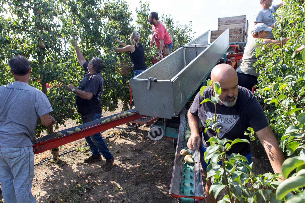 DOP Pera de Lleida: trabajo de recolección en la finca Torre Papiol DOP Pera de Lleida: trabajo de recolección en la finca Torre Papiol