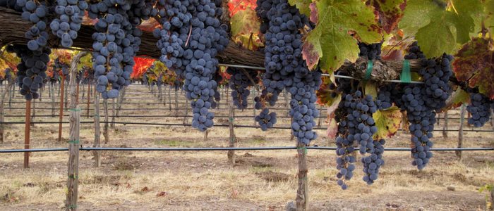 Viñedos en Aranda de Duero. Viñedos en Aranda de Duero.