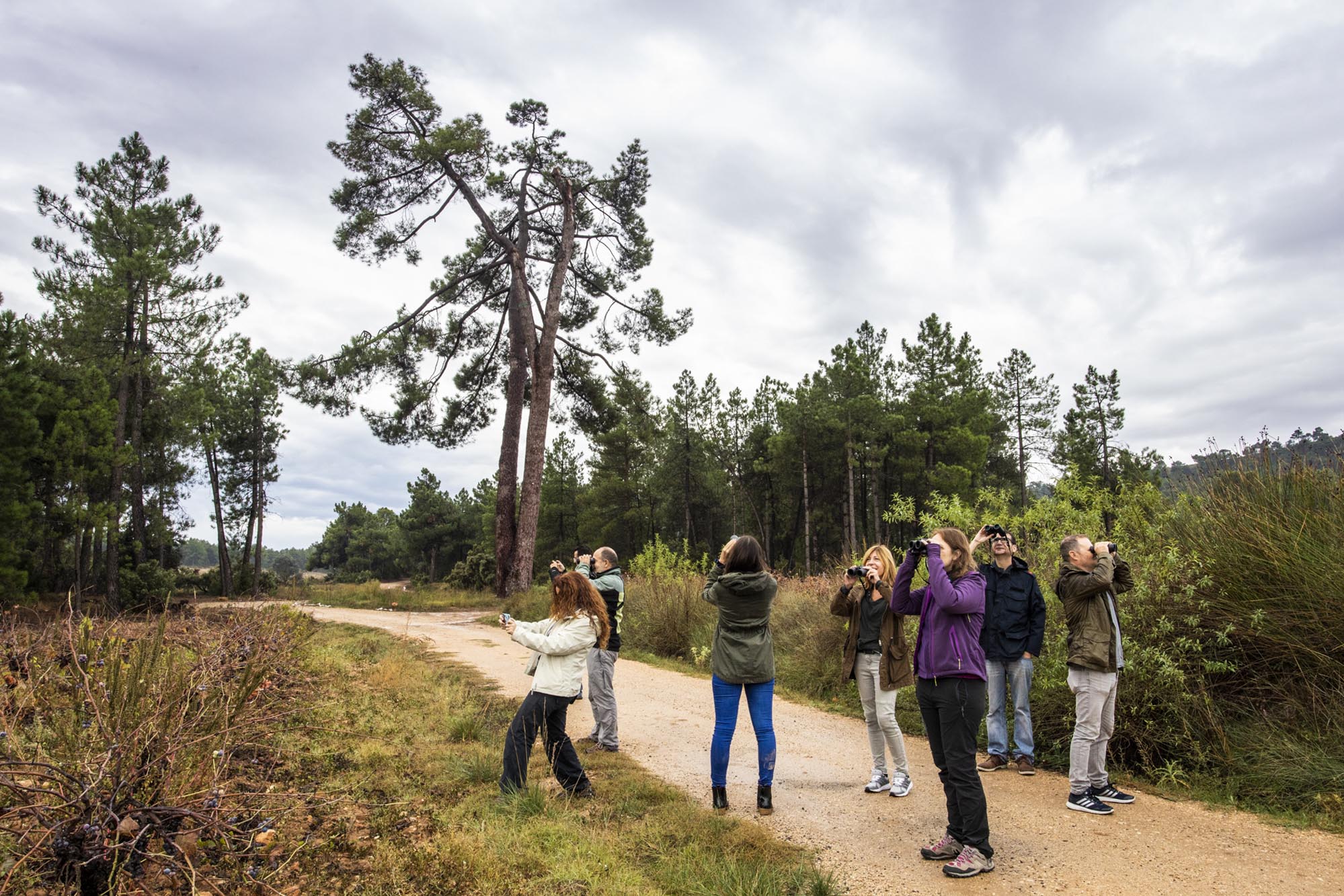 A los pies de un pino centenario considerado árbol monumental de la Comunidad Valenciana, en el paraje de Hoya de Ramadán. A los pies de un pino centenario considerado árbol monumental de la Comunidad Valenciana, en el paraje de Hoya de Ramadán.