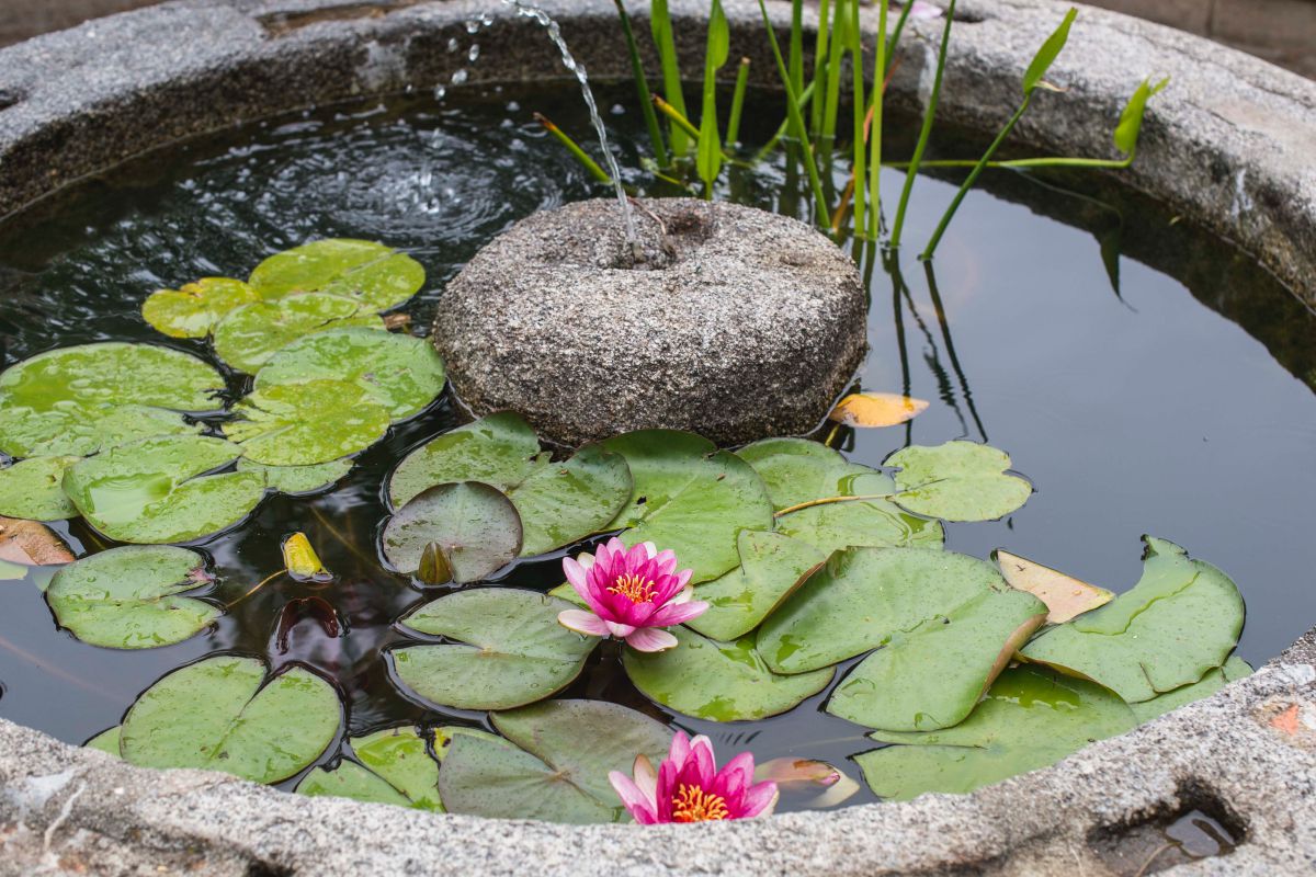 Uno de los fontines del Real Jardín Botánico de Madrid con nenúfares. Uno de los fontines del Real Jardín Botánico de Madrid con nenúfares.