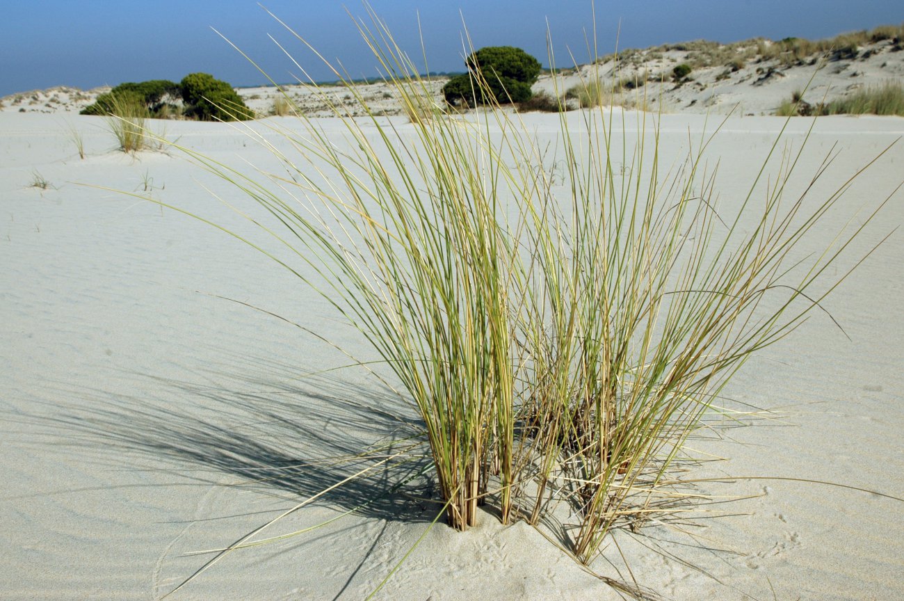 Parque Nacional Doñana: Dunas Parque Nacional Doñana: Dunas