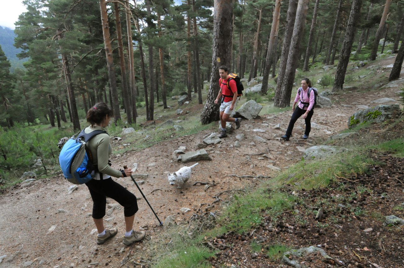 Parque Nacional de Guadarrama: Excursionistas por el bosque de Valsaín Parque Nacional de Guadarrama: Excursionistas por el bosque de Valsaín