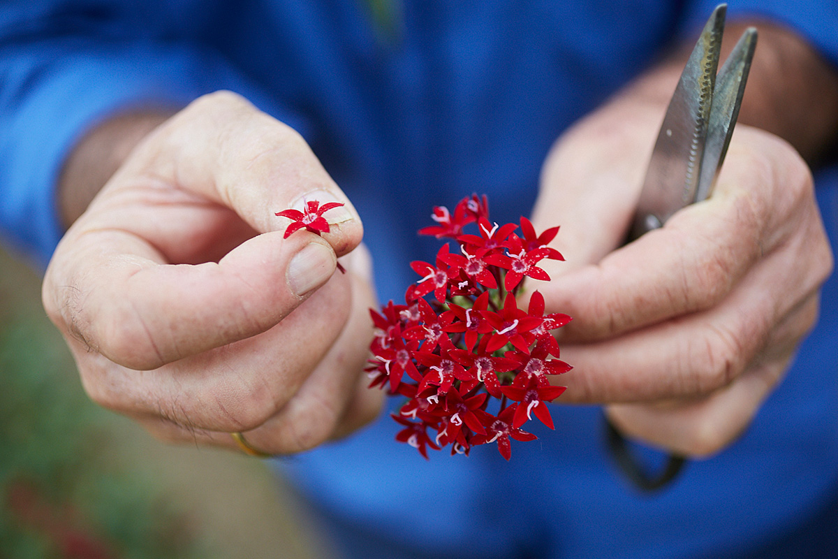 Estas flores rojas se llaman pentas moradas y añaden un sabor suave a ajo a los platos. Estas flores rojas se llaman pentas moradas y añaden un sabor suave a ajo a los platos.