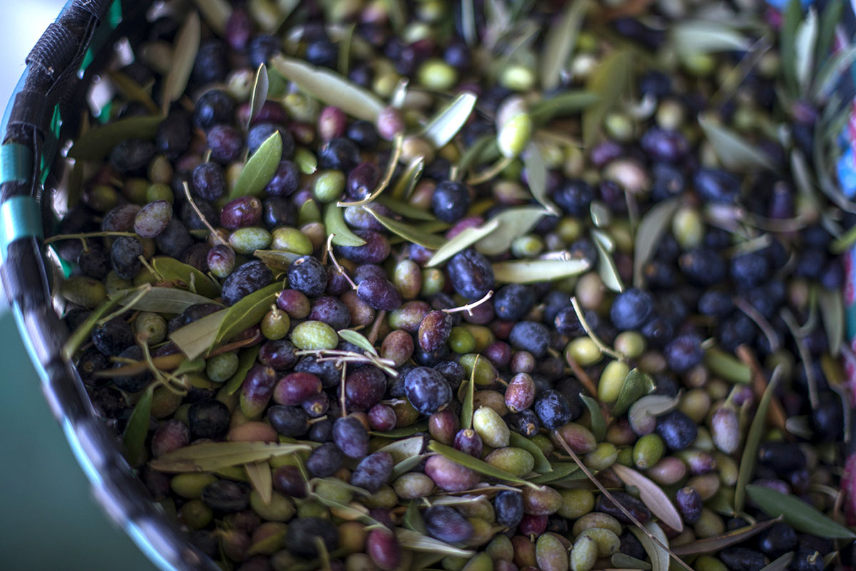 Una variedad cromática que va del verde a los tonos más rojizos y berenjena Una variedad cromática que va del verde a los tonos más rojizos y berenjena