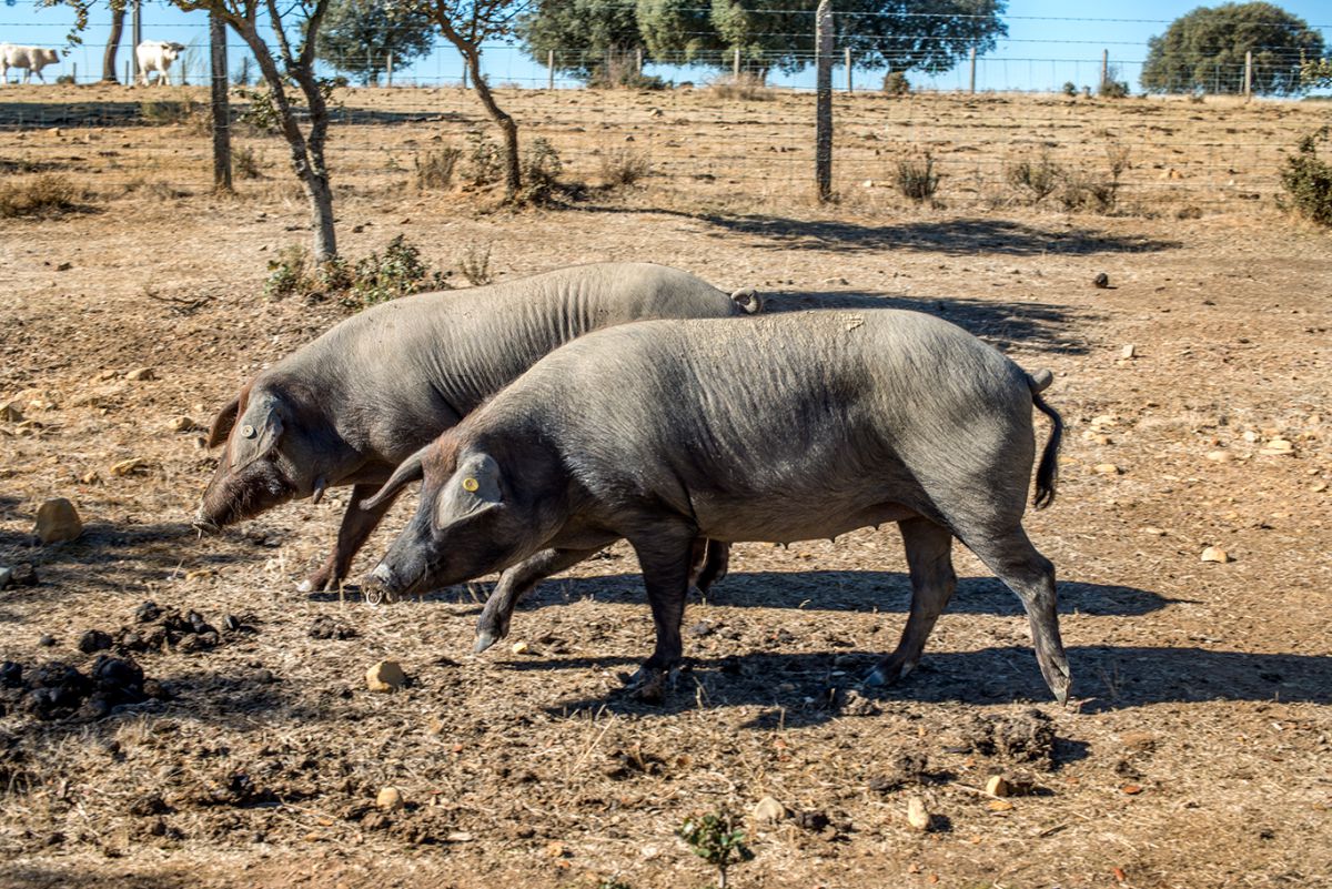 Los que aparecen en las fotos son de bellota, nacidos en junio de 2016 y alcanzarán un peso de entre 80 y 90 kg. Los que aparecen en las fotos son de bellota, nacidos en junio de 2016 y alcanzarán un peso de entre 80 y 90 kg.