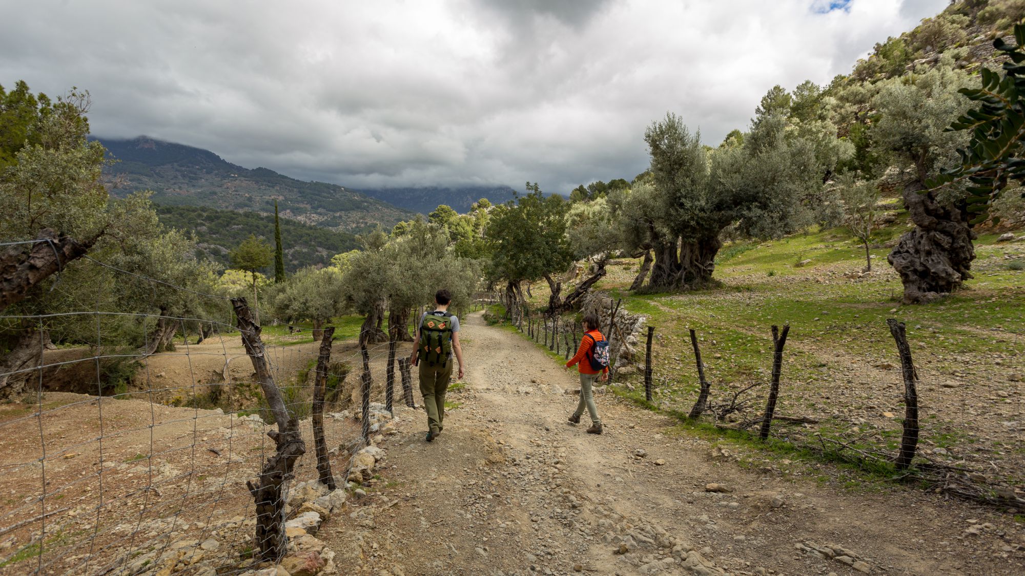 Los olivos crecen y se extienden por toda la sierra repleta de rutas para los amantes del senderismo. Foto: Shutterstock. Los olivos crecen y se extienden por toda la sierra repleta de rutas para los amantes del senderismo. Foto: Shutterstock.