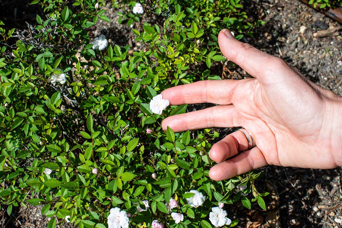 Las variedad de rosas más pequeñas del mundo en La Rosaleda del Parque del Oeste (Madrid). Las variedad de rosas más pequeñas del mundo en La Rosaleda del Parque del Oeste (Madrid).