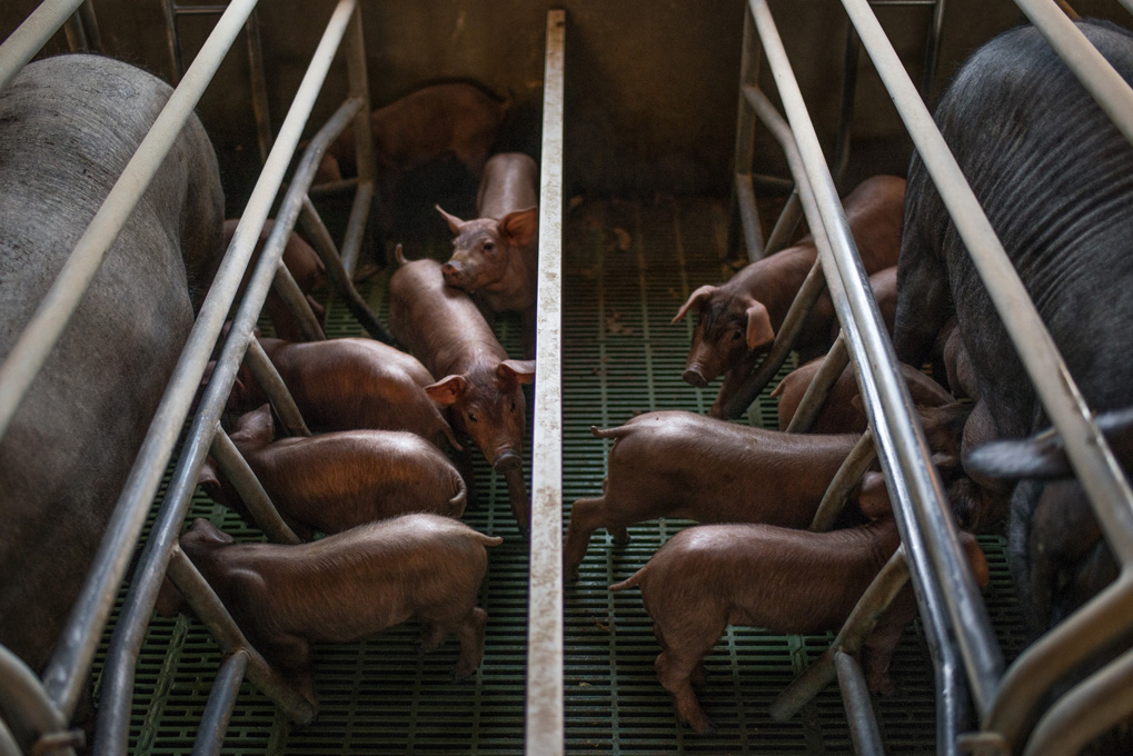 Durante sus primeros meses de vida, los cerditos se alimentan de cereales. Durante sus primeros meses de vida, los cerditos se alimentan de cereales.