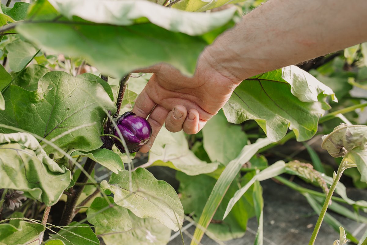 Una de las berenjenas ecológicas y "diferentes" que se cultivan en Finca Bendoiro. Una de las berenjenas ecológicas y "diferentes" que se cultivan en Finca Bendoiro.