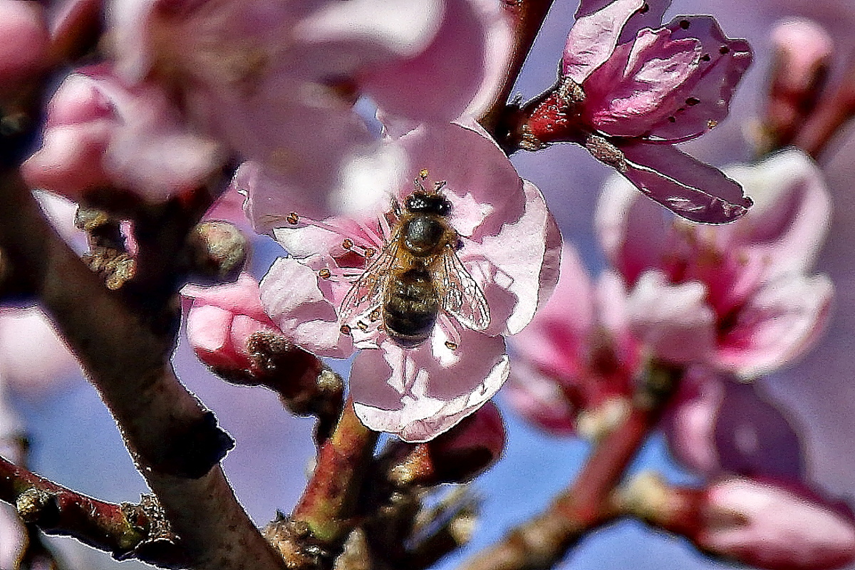 Abeja posada sobre una flor rosa Abeja posada sobre una flor rosa