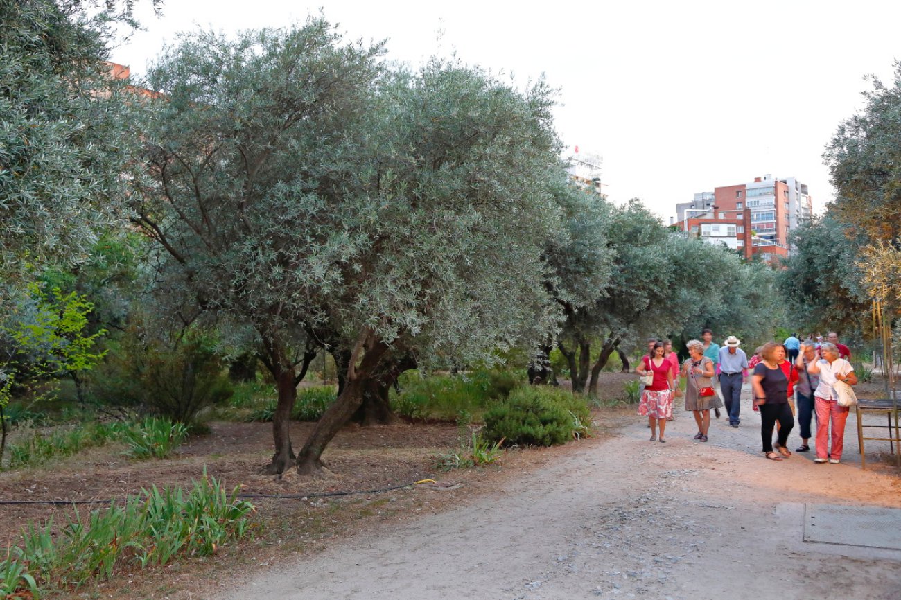 Noches del Olivar: olivar Noches del Olivar: olivar
