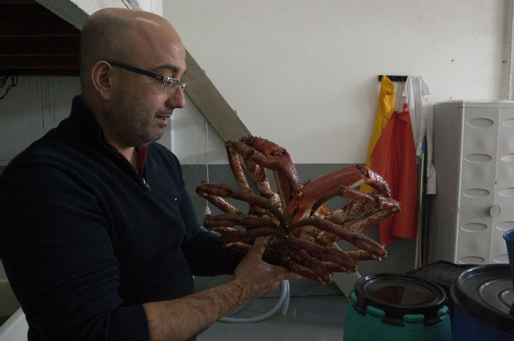 Roberto sostiene un gran centollo entre sus manos. Roberto sostiene un gran centollo entre sus manos.