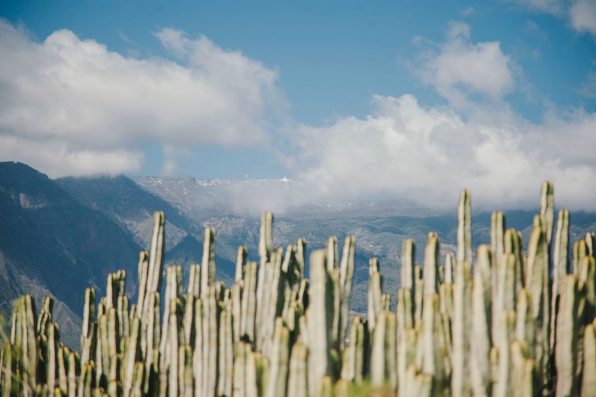 Los cardones parecen querer tocar las nubes. Los cardones parecen querer tocar las nubes.