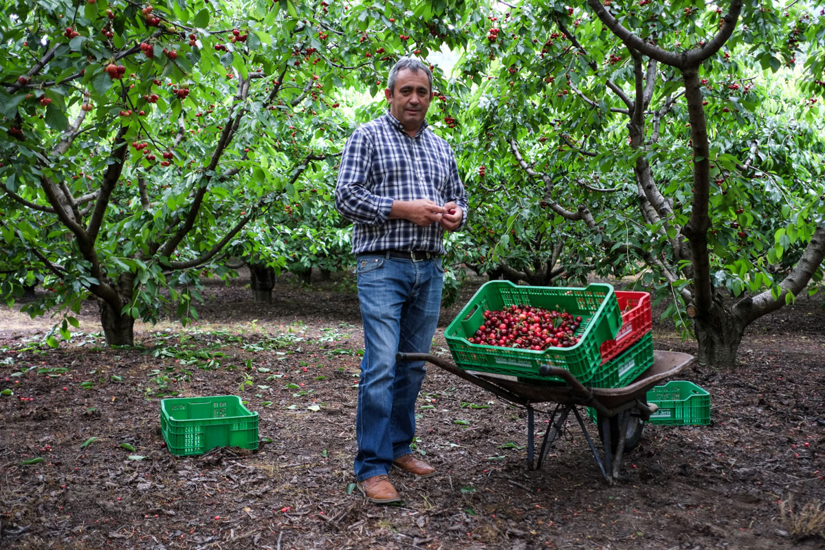Emilio Sánchez, presidente de la Agrupación de Cooperativas, posa junto a las primeras cerezas de la temporada. Emilio Sánchez, presidente de la Agrupación de Cooperativas, posa junto a las primeras cerezas de la temporada.