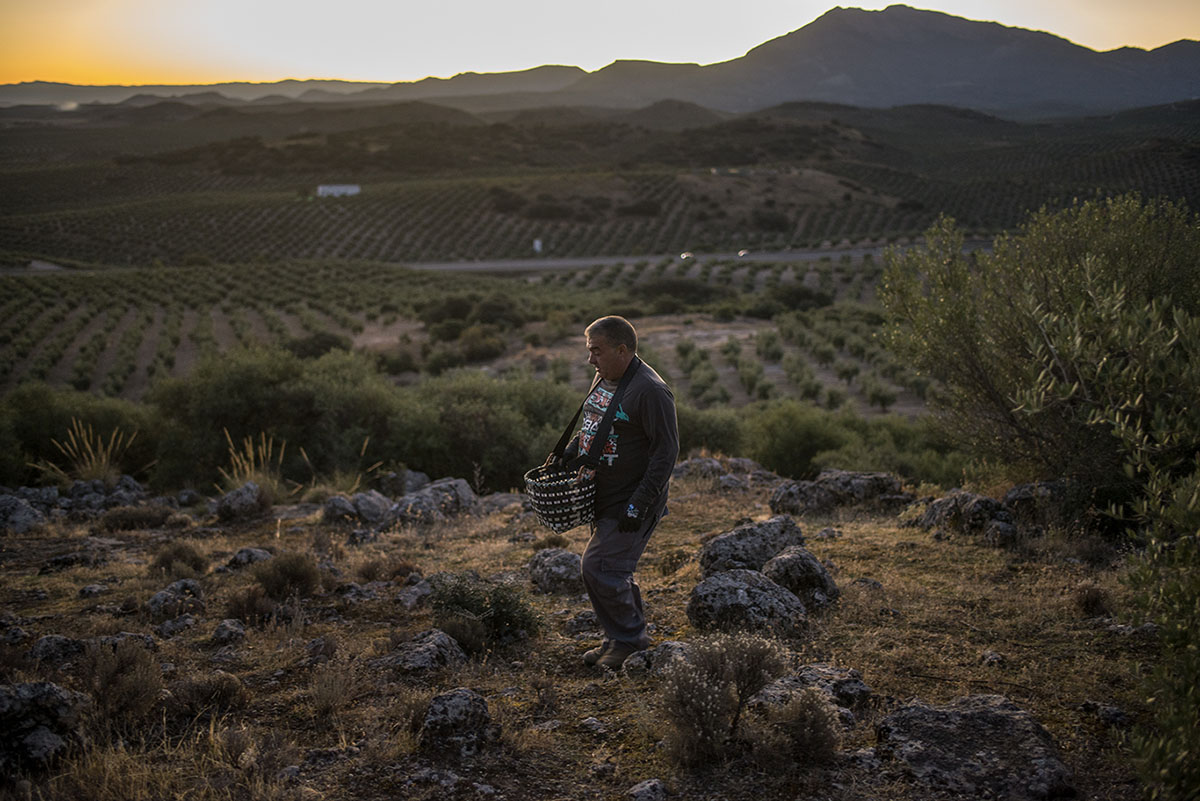 Con los primeros rayos del sol arranca la jornada de recogida en las faldas de Sierra Mágina. Con los primeros rayos del sol arranca la jornada de recogida en las faldas de Sierra Mágina.
