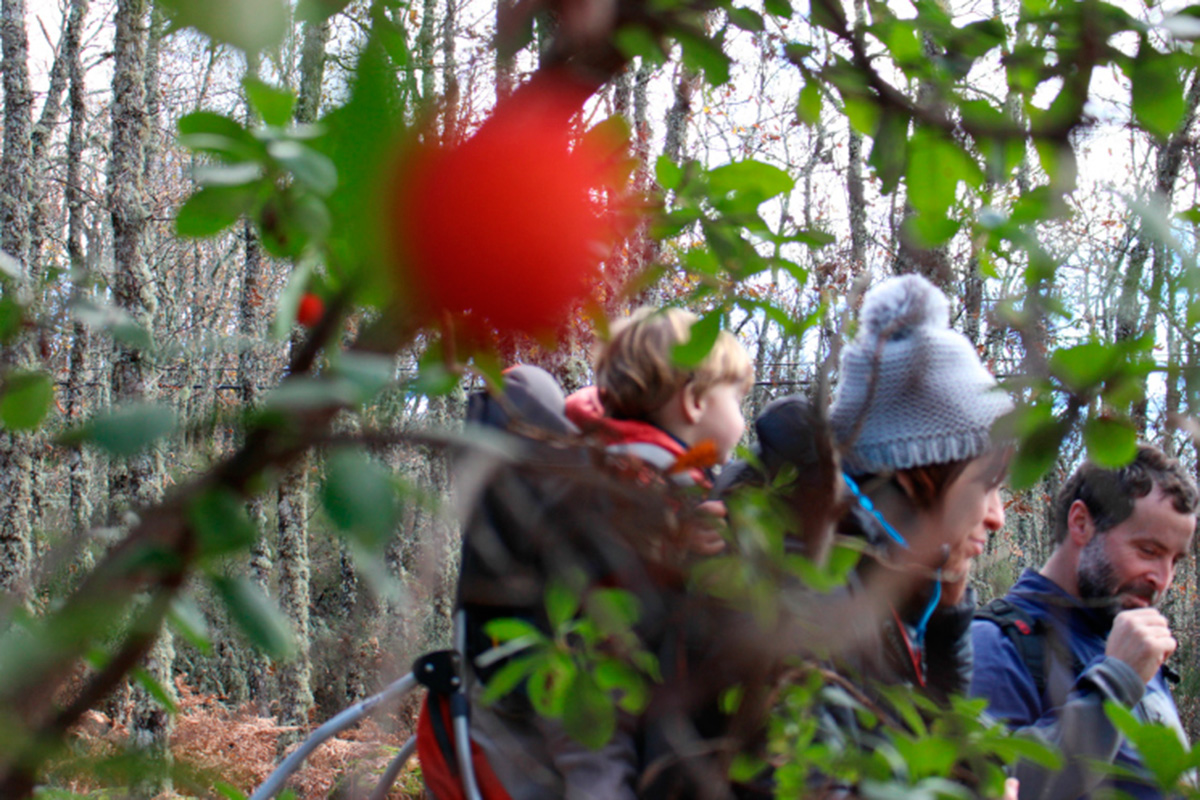 Madroños en los caminos de los bosques de Las Batuecas. Madroños en los caminos de los bosques de Las Batuecas.