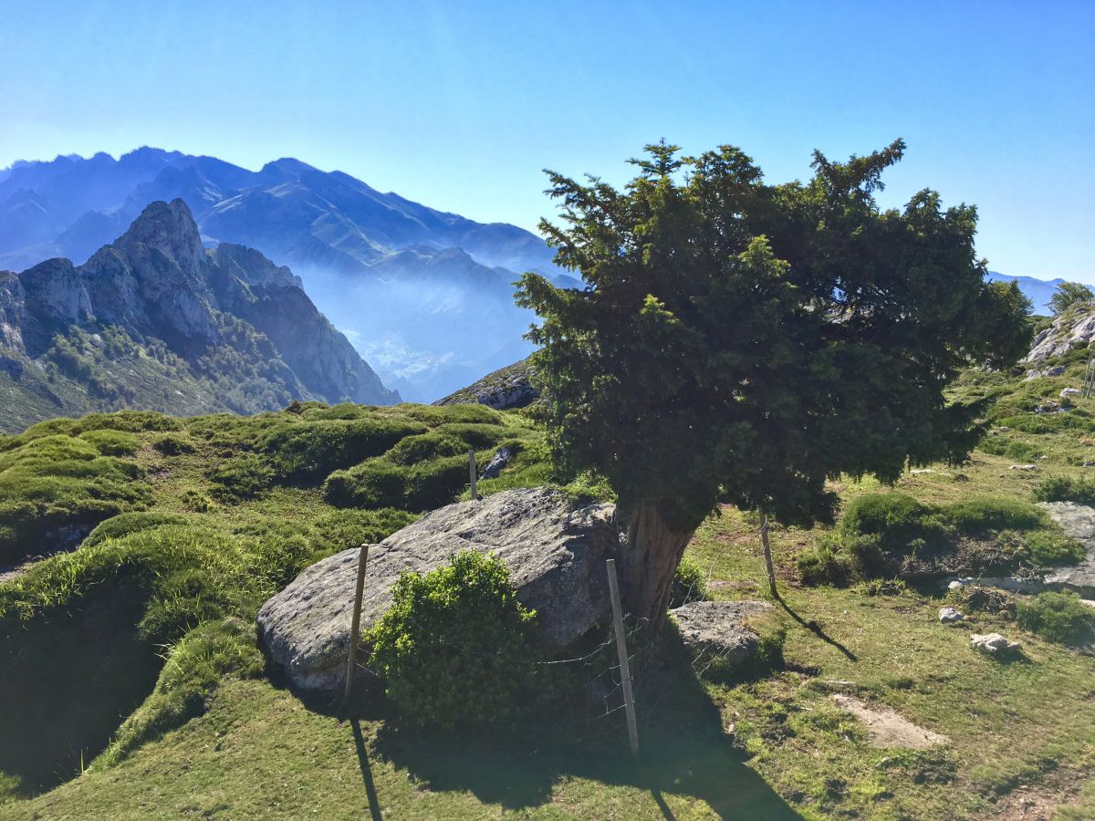 Vistas de la cima de las montañas y un tejo sagrado en la Braña de los Tejos, Cantabria. Vistas de la cima de las montañas y un tejo sagrado en la Braña de los Tejos, Cantabria.
