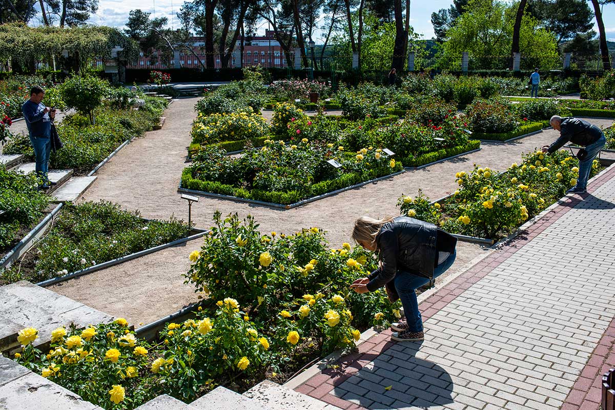 Una pareja de turistas fotografían de cerca unas rosas amarillas en La Rosaleda del Parque del Oeste (Madrid). Una pareja de turistas fotografían de cerca unas rosas amarillas en La Rosaleda del Parque del Oeste (Madrid).
