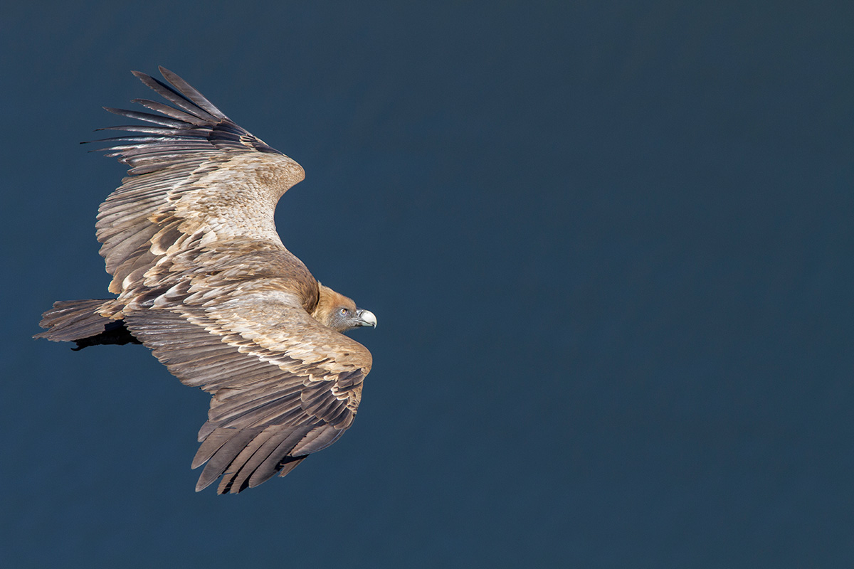 El avistamiento de aves es uno de los grandes atractivos del entorno. Foto: Shutterstock. El avistamiento de aves es uno de los grandes atractivos del entorno. Foto: Shutterstock.