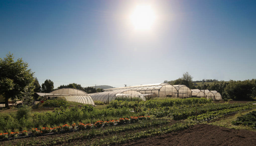 Son muchos los restaurantes que ya conocen su producción ecológica. Son muchos los restaurantes que ya conocen su producción ecológica.