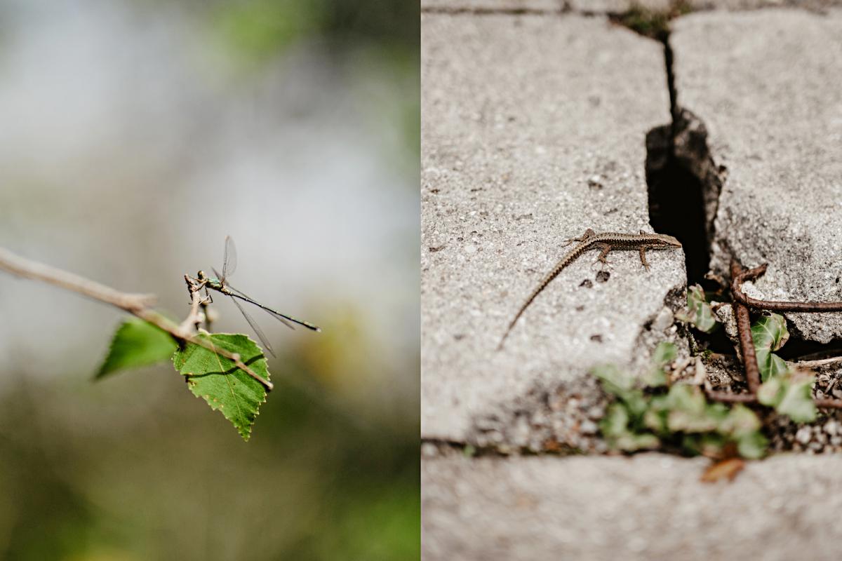 Posados-robados de la esquiva fauna de las Fraguas. Posados-robados de la esquiva fauna de las Fraguas.