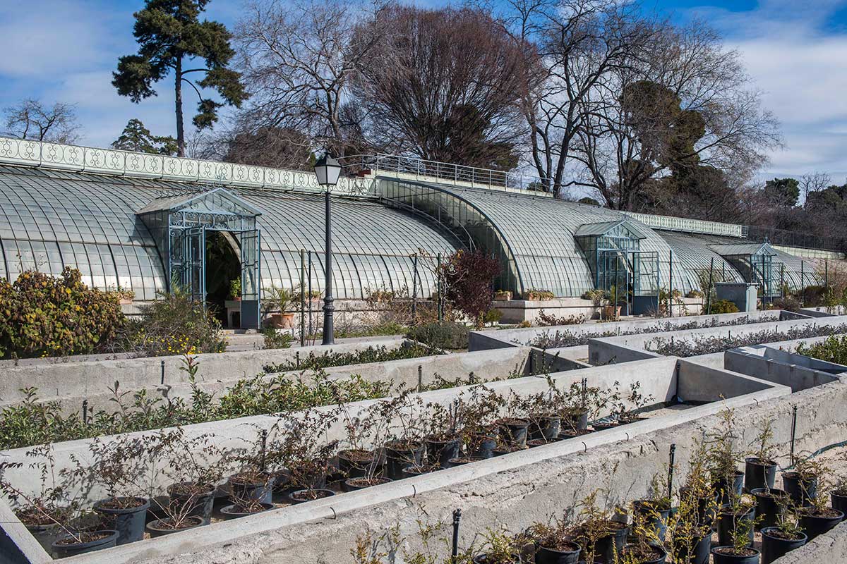 El invernadero del Palacio de Liria. El jardinero de los Alba –y del Retiro– lo retiró del palacio en los años 50. El invernadero del Palacio de Liria. El jardinero de los Alba –y del Retiro– lo retiró del palacio en los años 50.