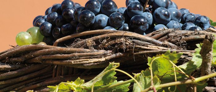 Uva tinta con la que se elabora vino con denominación de origen Toro. Uva tinta con la que se elabora vino con denominación de origen Toro.