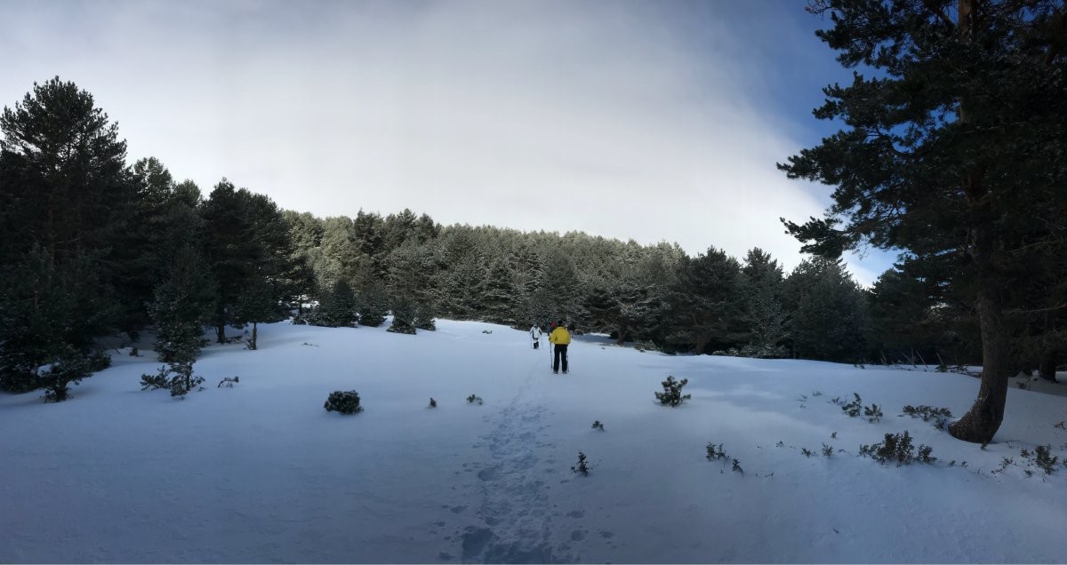 El pino silvestre es el rey indiscutible de la sierra de Guadarrama. El pino silvestre es el rey indiscutible de la sierra de Guadarrama.