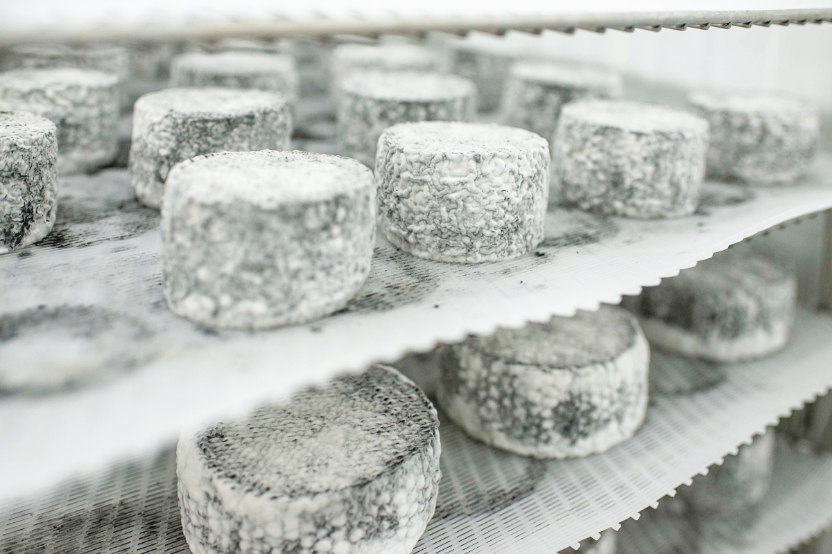 Los quesos Luna Negra, hechos con leche cruda, cuajo, sal y carbón vegetal. Los quesos Luna Negra, hechos con leche cruda, cuajo, sal y carbón vegetal.