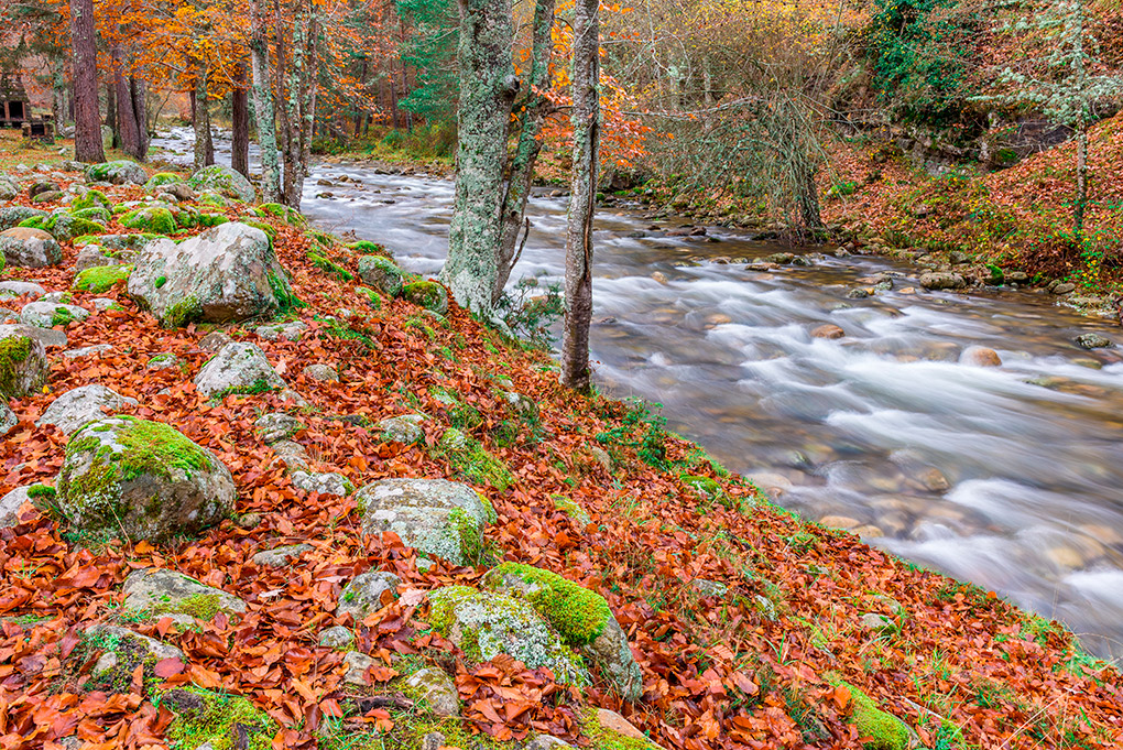 Un bosque caducifolio que merece una visita. Foto: Shutterstock Un bosque caducifolio que merece una visita. Foto: Shutterstock