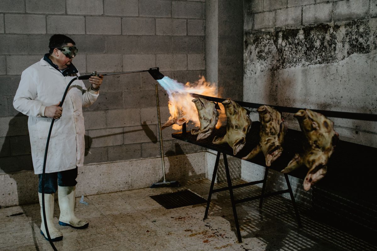 Las cabezas de cerdo a golpe de soplete. Las cabezas de cerdo a golpe de soplete.