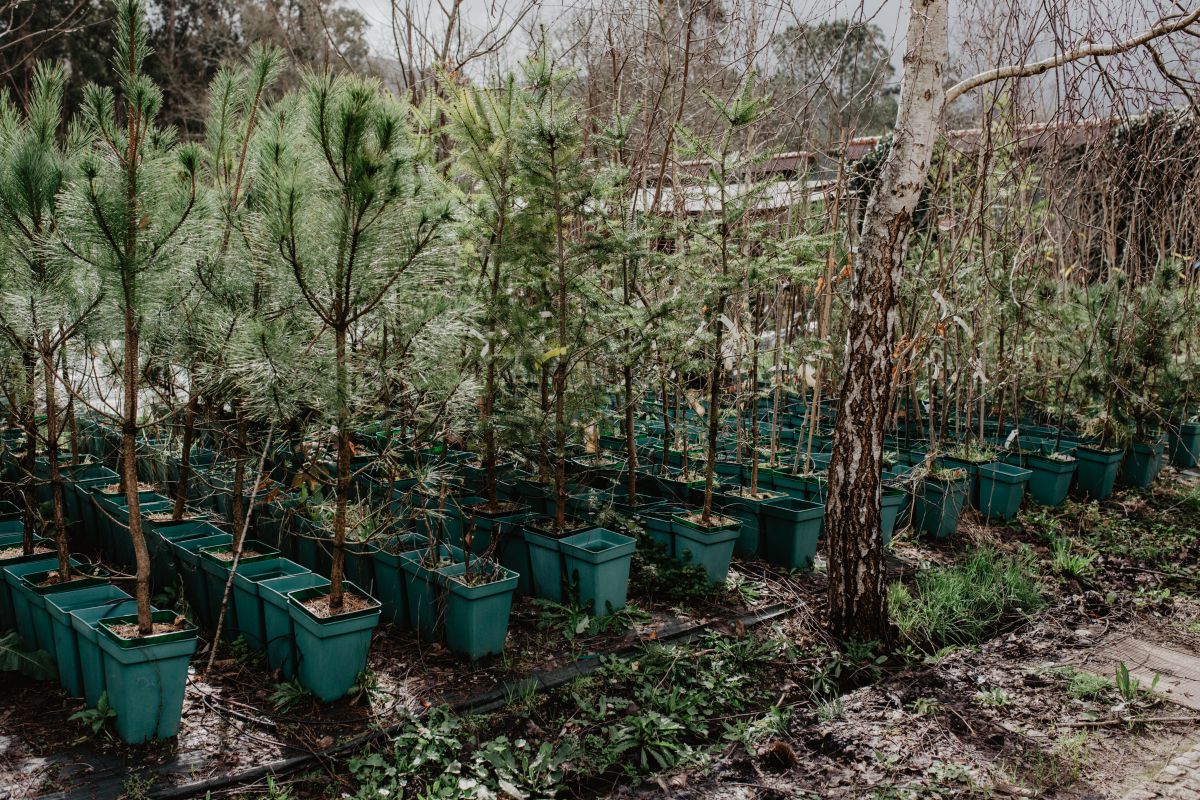 Castaños micorrizados listos para ser plantados. Castaños micorrizados listos para ser plantados.