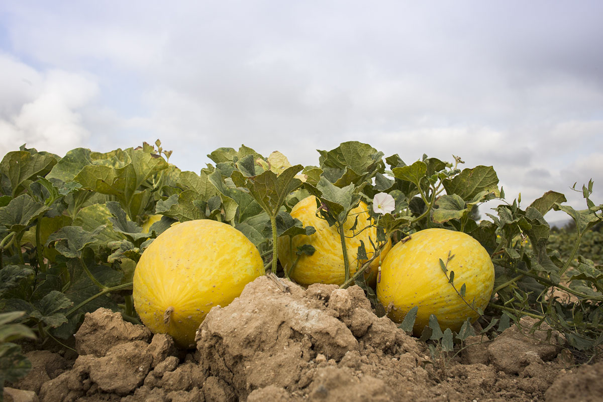 Cada mata puede dar entre dos y tres melones amarillos, menos productivas que la de los verdes. Cada mata puede dar entre dos y tres melones amarillos, menos productivas que la de los verdes.