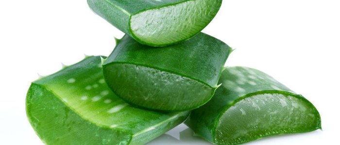 Aloe vera. Aloe vera.