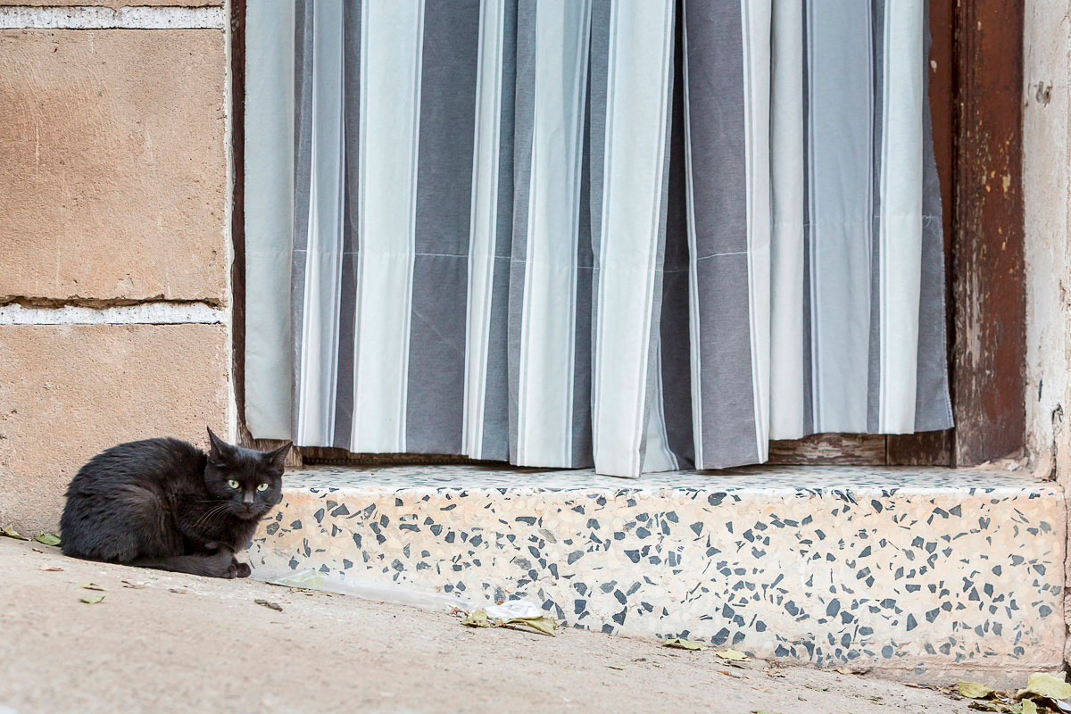 Trasmoz: Gato negro en una puerta del pueblo. Foto: Ferrán Mallol Trasmoz: Gato negro en una puerta del pueblo. Foto: Ferrán Mallol