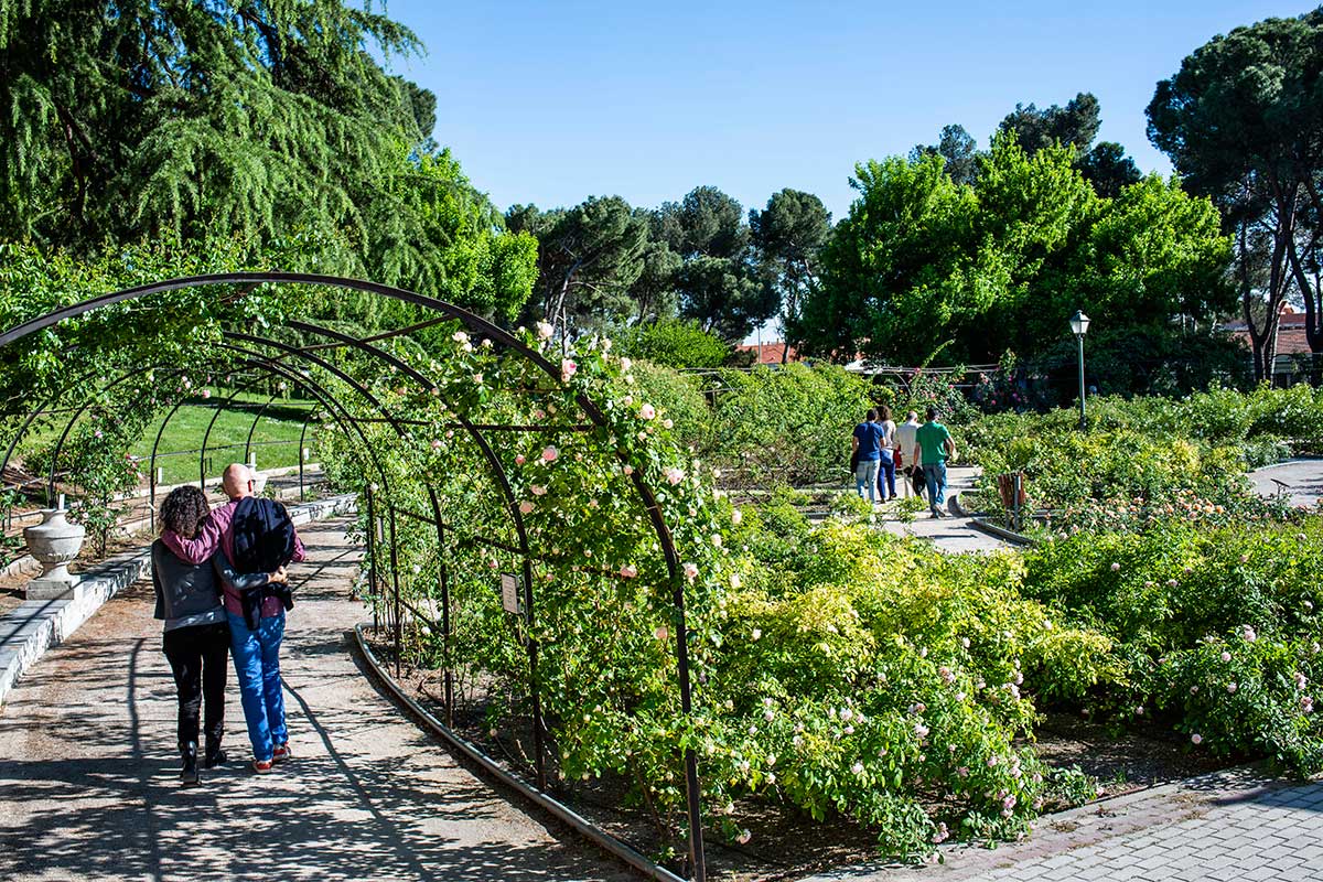 Una pareja pasea bajo las pérgolas cubiertas de rosales de La Rosaleda del Parque del Oeste, Madrid. Una pareja pasea bajo las pérgolas cubiertas de rosales de La Rosaleda del Parque del Oeste, Madrid.