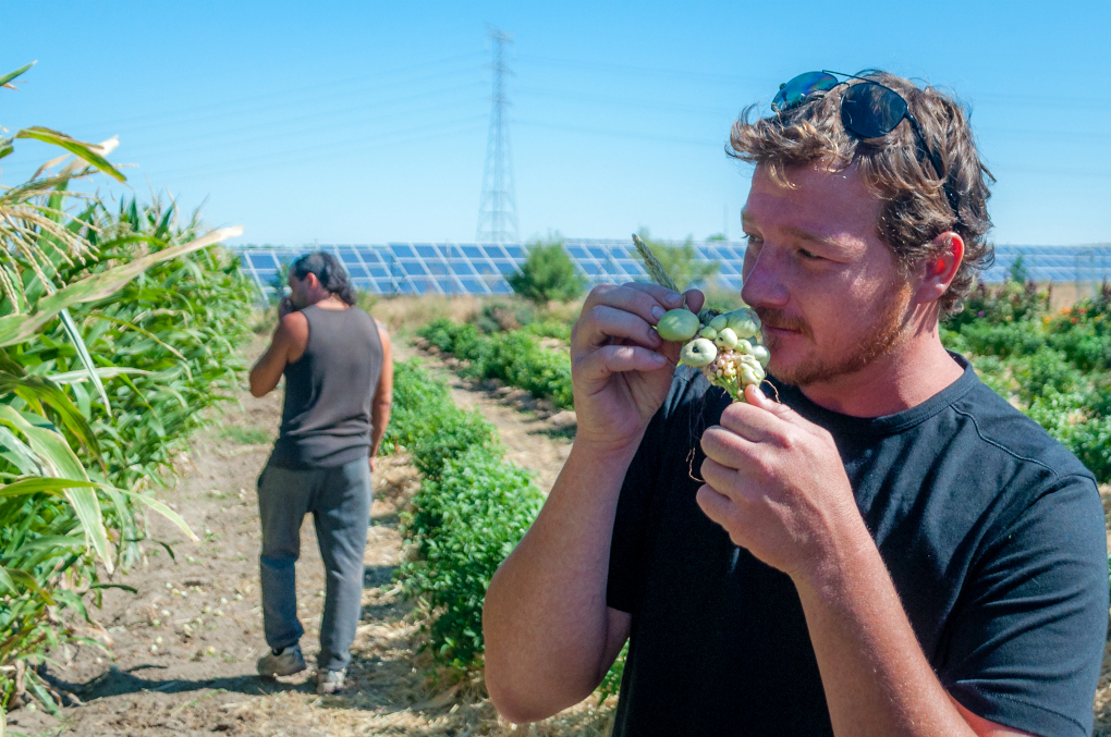 El huitlacoche es el hongo endógeno del maíz. Foto: Beto Troconis. El huitlacoche es el hongo endógeno del maíz. Foto: Beto Troconis.