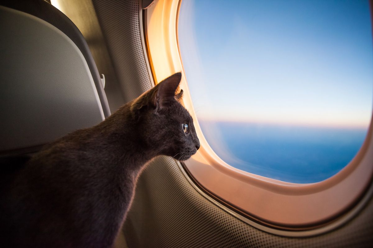 Si quieres subirle a un avión, infórmate bien de qué compañías permiten llevar mascotas. Foto: shutterstock Si quieres subirle a un avión, infórmate bien de qué compañías permiten llevar mascotas. Foto: shutterstock