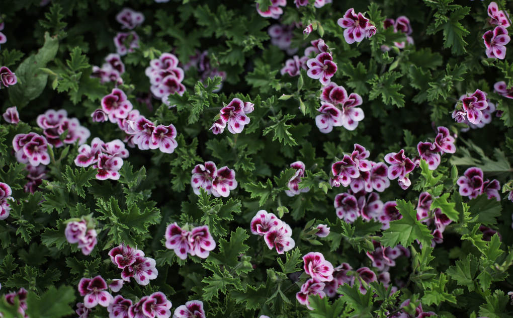 Cultivan una gran variedad de flores comestibles. Cultivan una gran variedad de flores comestibles.