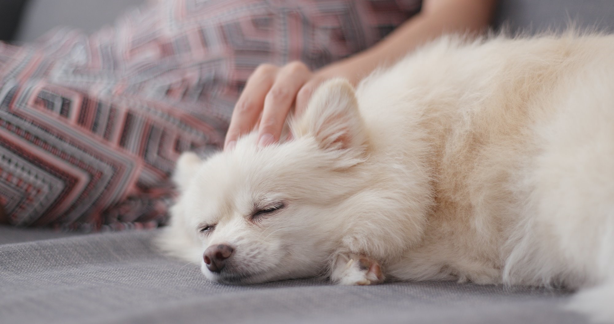 La práctica Tellington Ttouch es una de las técnicas más satisfactorias para los perros. Foto: Shutterstock. La práctica Tellington Ttouch es una de las técnicas más satisfactorias para los perros. Foto: Shutterstock.