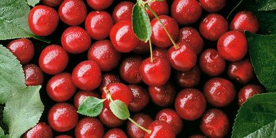 Cerezas del Jerte. Cerezas del Jerte.