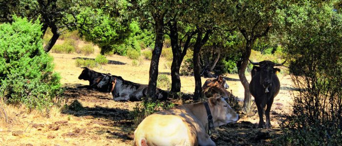 Toros pastando en la sierra de Madrid. Toros pastando en la sierra de Madrid.