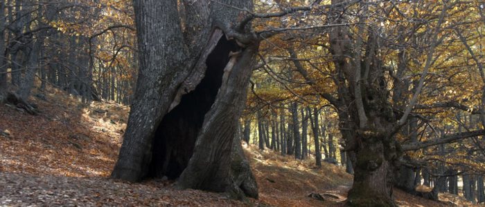 Castaños en el bosque de El Tiemblo. Castaños en el bosque de El Tiemblo.