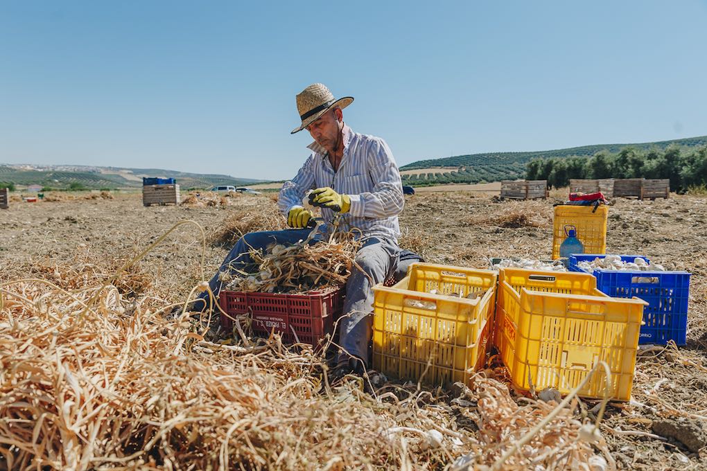Un jornalero cortando raíz y tallo a más de 30º C. Un jornalero cortando raíz y tallo a más de 30º C.