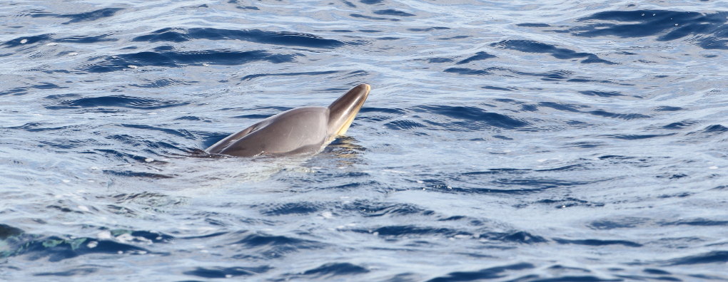 Los delfines suelen ser los más queridos por los humanos. Foto: Sebastián Lara. Los delfines suelen ser los más queridos por los humanos. Foto: Sebastián Lara.